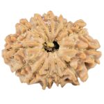 13 Mukhi Rudraksha 24mm 3gm - Rudraksha