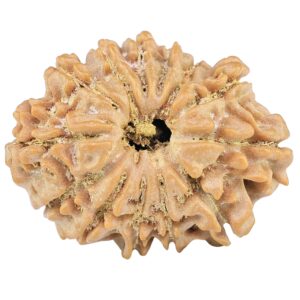 13 Mukhi Rudraksha 24mm 3gm - Rudraksha