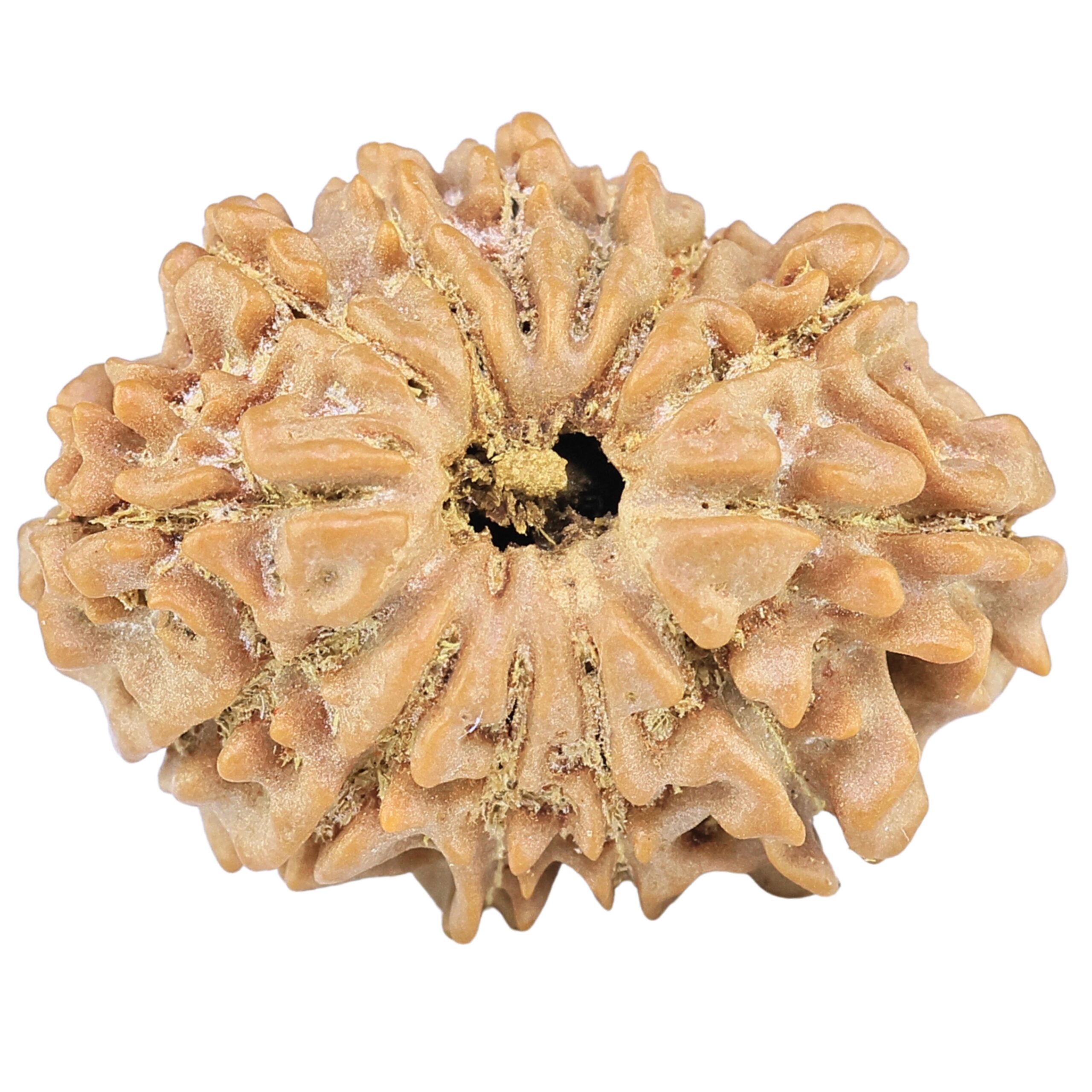 13 Mukhi Rudraksha 24mm 3gm - Rudraksha