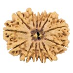 13 Mukhi Rudraksha 31.6mm 5.31gm - Rudraksha