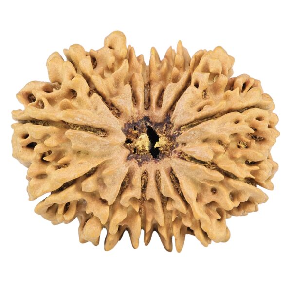 13 Mukhi Rudraksha 31.6mm 5.31gm - Rudraksha
