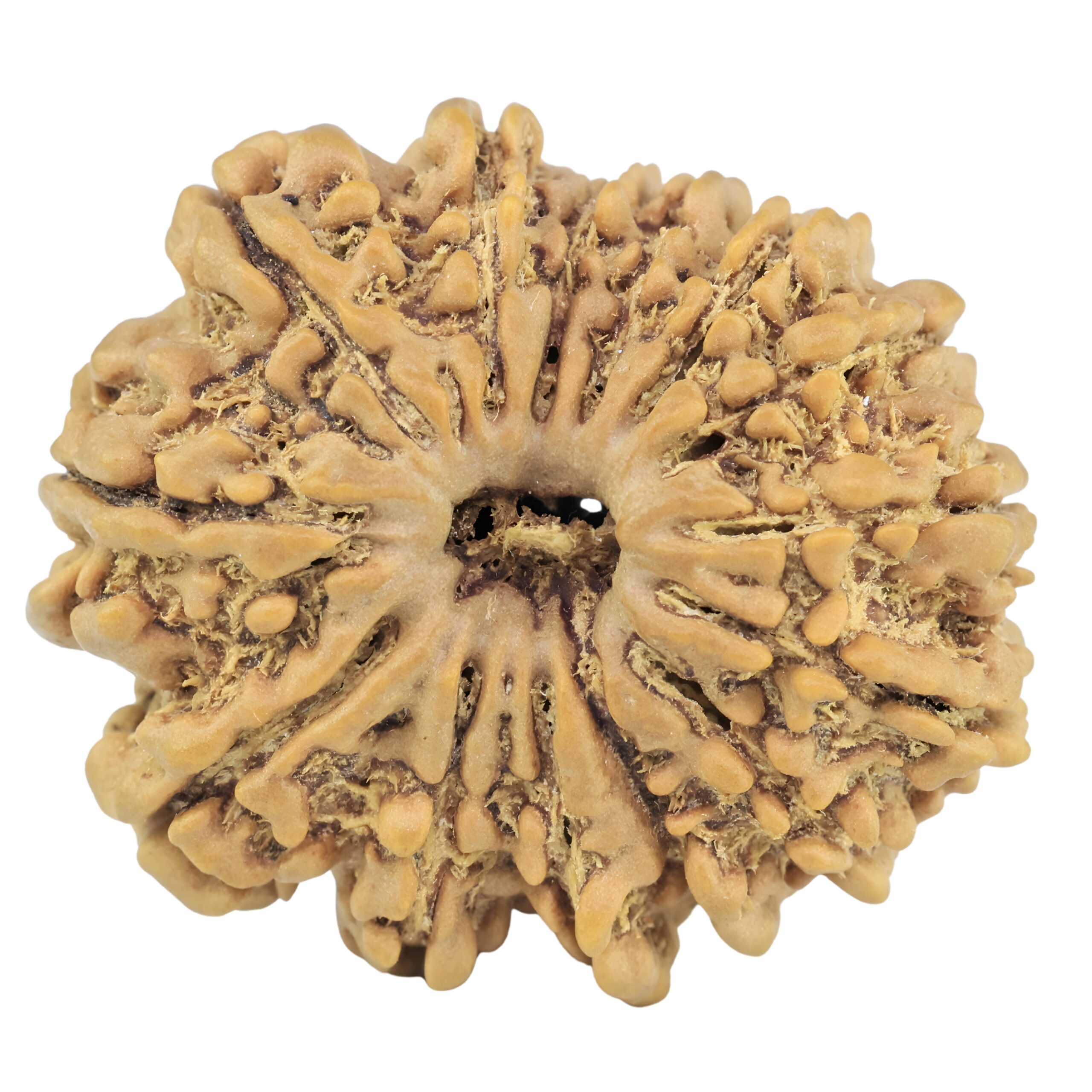 14 Mukhi Rudraksha 28.4mm 5gm - Rudraksha