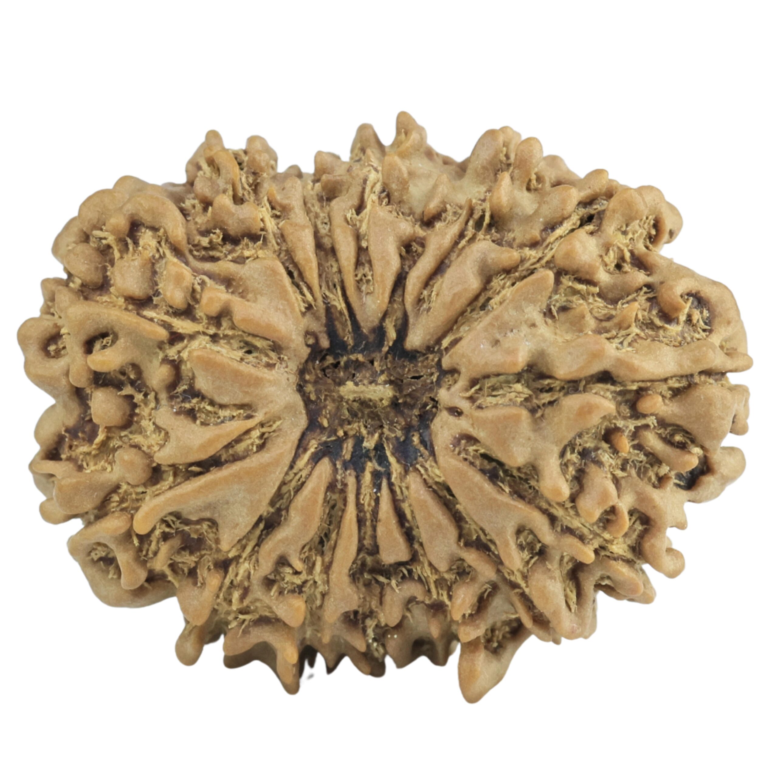 14 Mukhi Rudraksha 25.2mm 3.13gm - Rudraksha