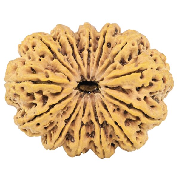 13 Mukhi Rudraksha 41.4mm 13gm - Rudraksha