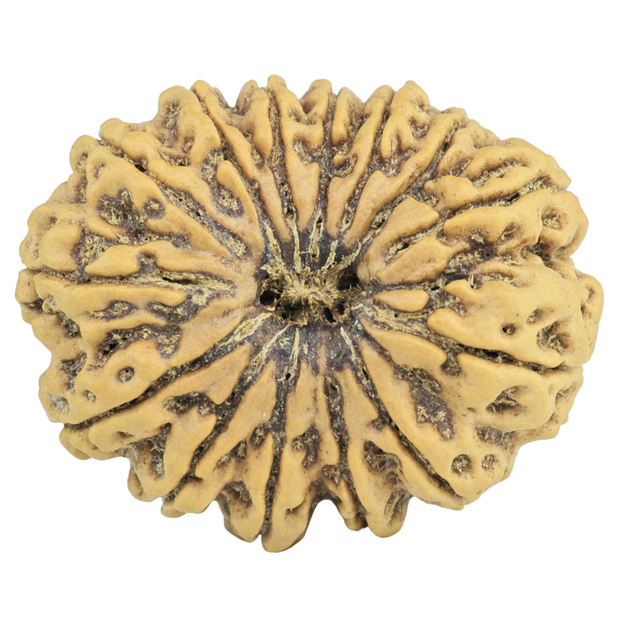 14 Mukhi Rudraksha 32.5mm 7.2gm - Rudraksha