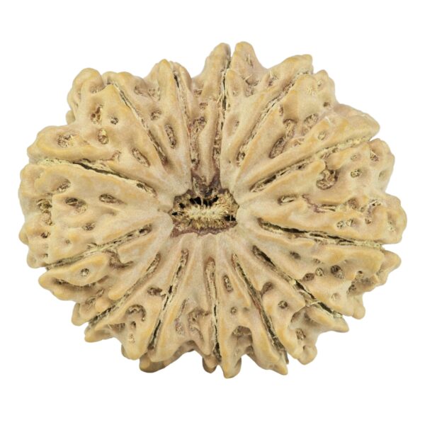 13 Mukhi Rudraksha 34.1mm 8.41gm - Rudraksha