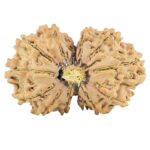 13 Mukhi Gaurishankar 30.5mm 4.4gm - Rudraksha