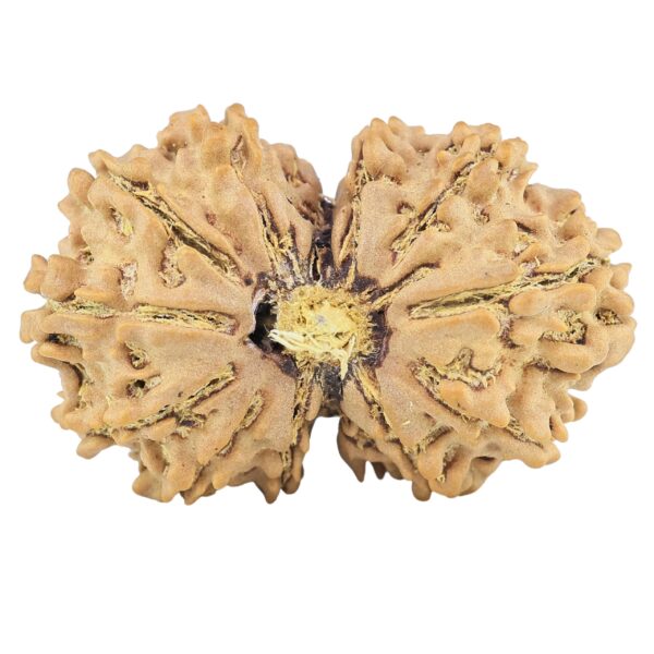 13 Mukhi Gaurishankar 30.5mm 4.4gm - Rudraksha
