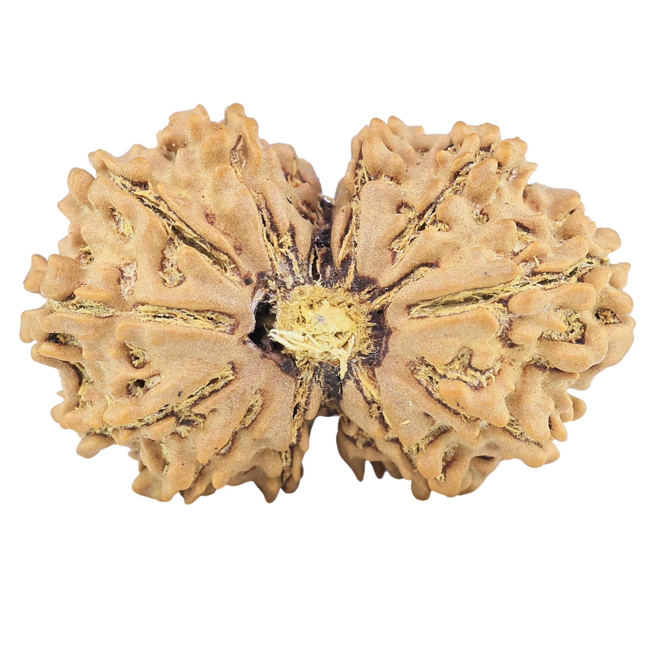 13 Mukhi Gaurishankar 30.5mm 4.4gm - Rudraksha