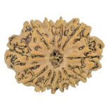 12 Mukhi Rudraksha 26.6mm 3.27gm - Rudraksha