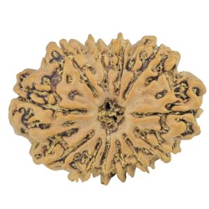 12 Mukhi Rudraksha 26.6mm 3.27gm - Rudraksha