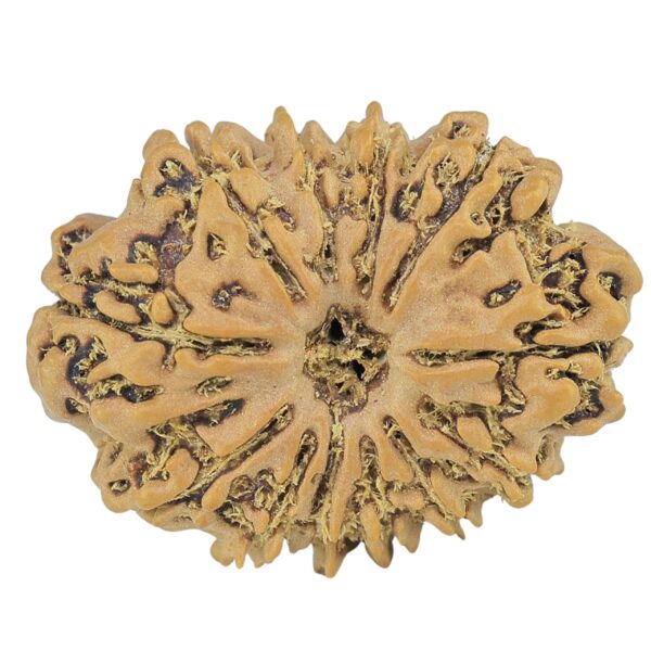 12 Mukhi Rudraksha 26.6mm 3.27gm - Rudraksha