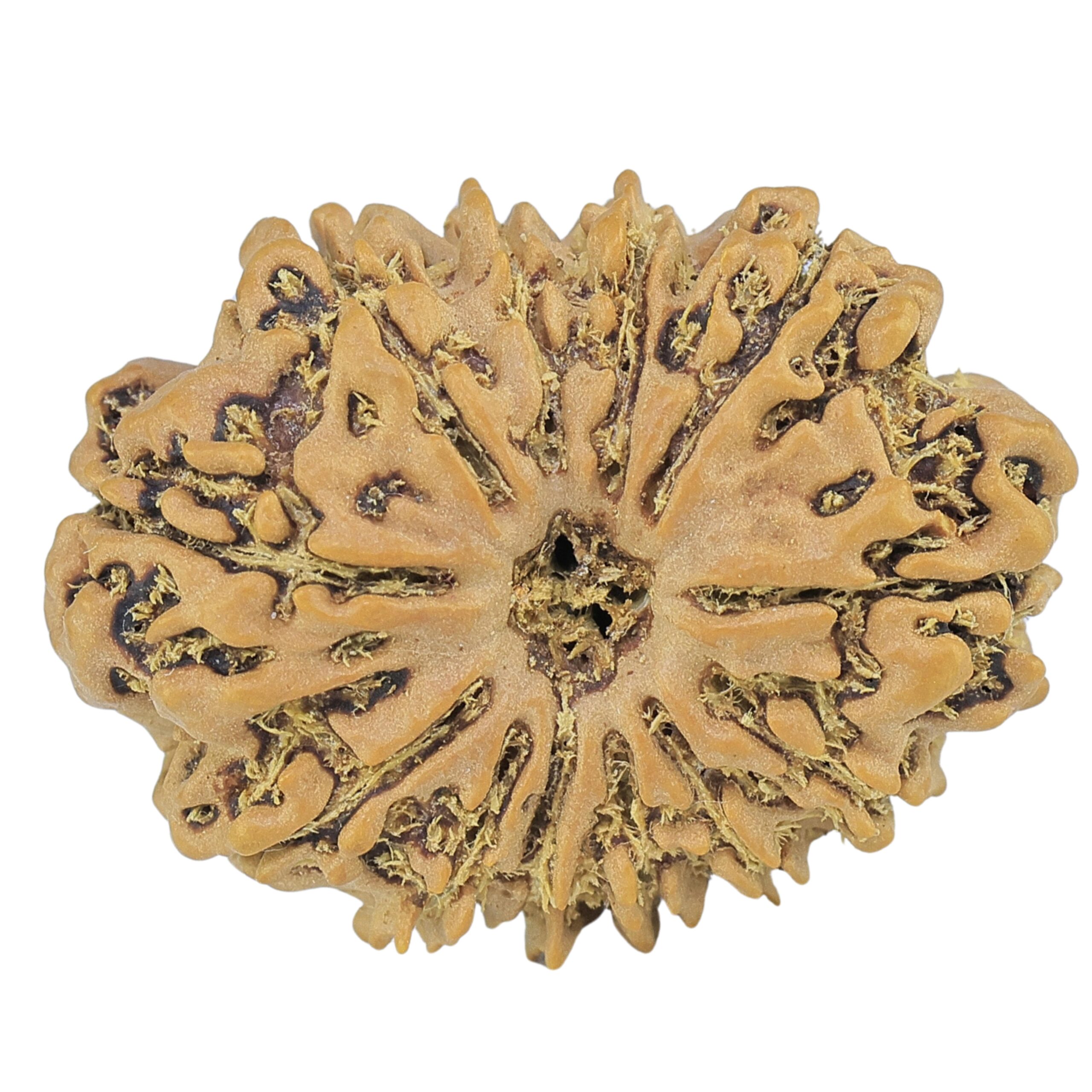12 Mukhi Rudraksha 26.6mm 3.27gm - Rudraksha