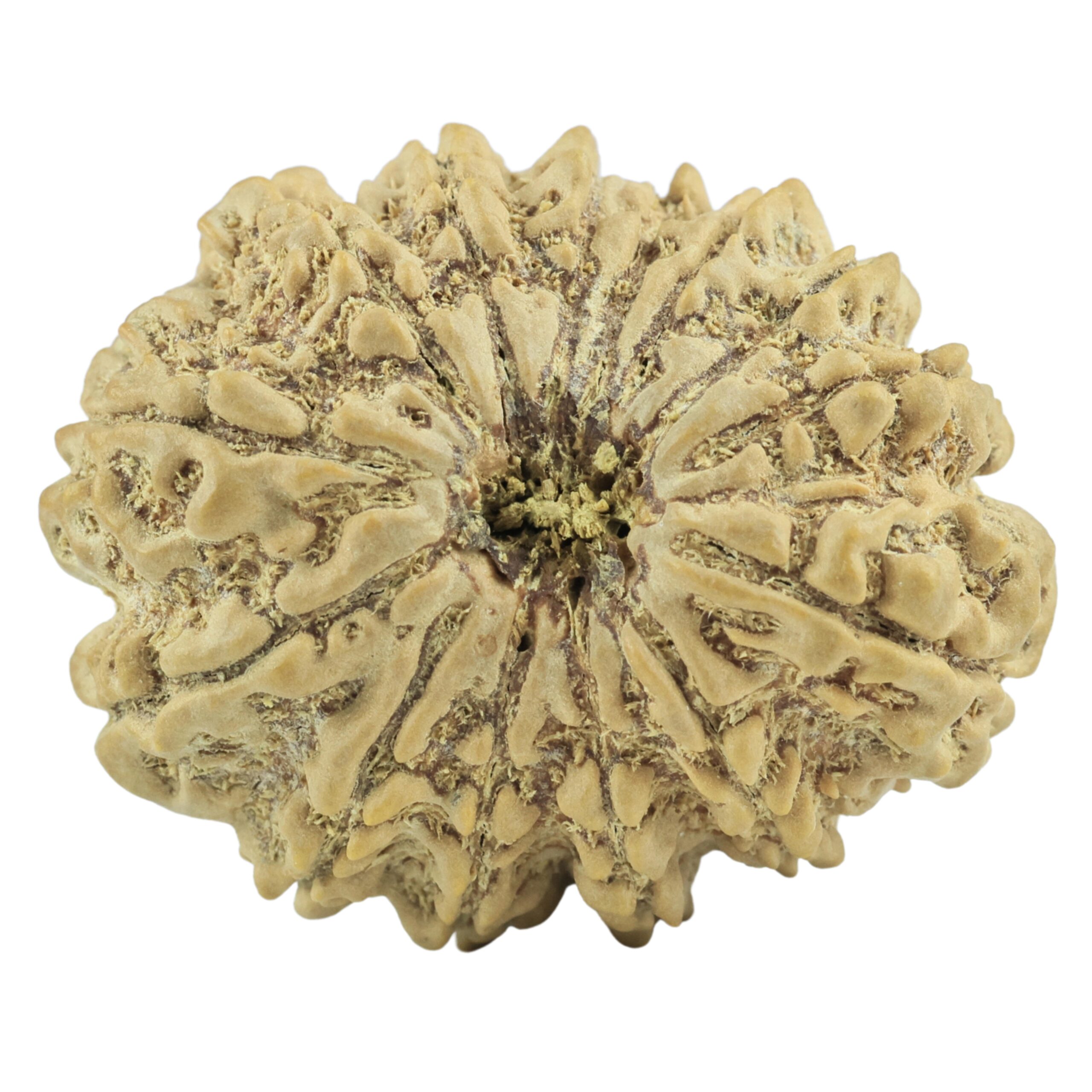 14 Mukhi Rudraksha 33.7mm 7.44gm - Rudraksha