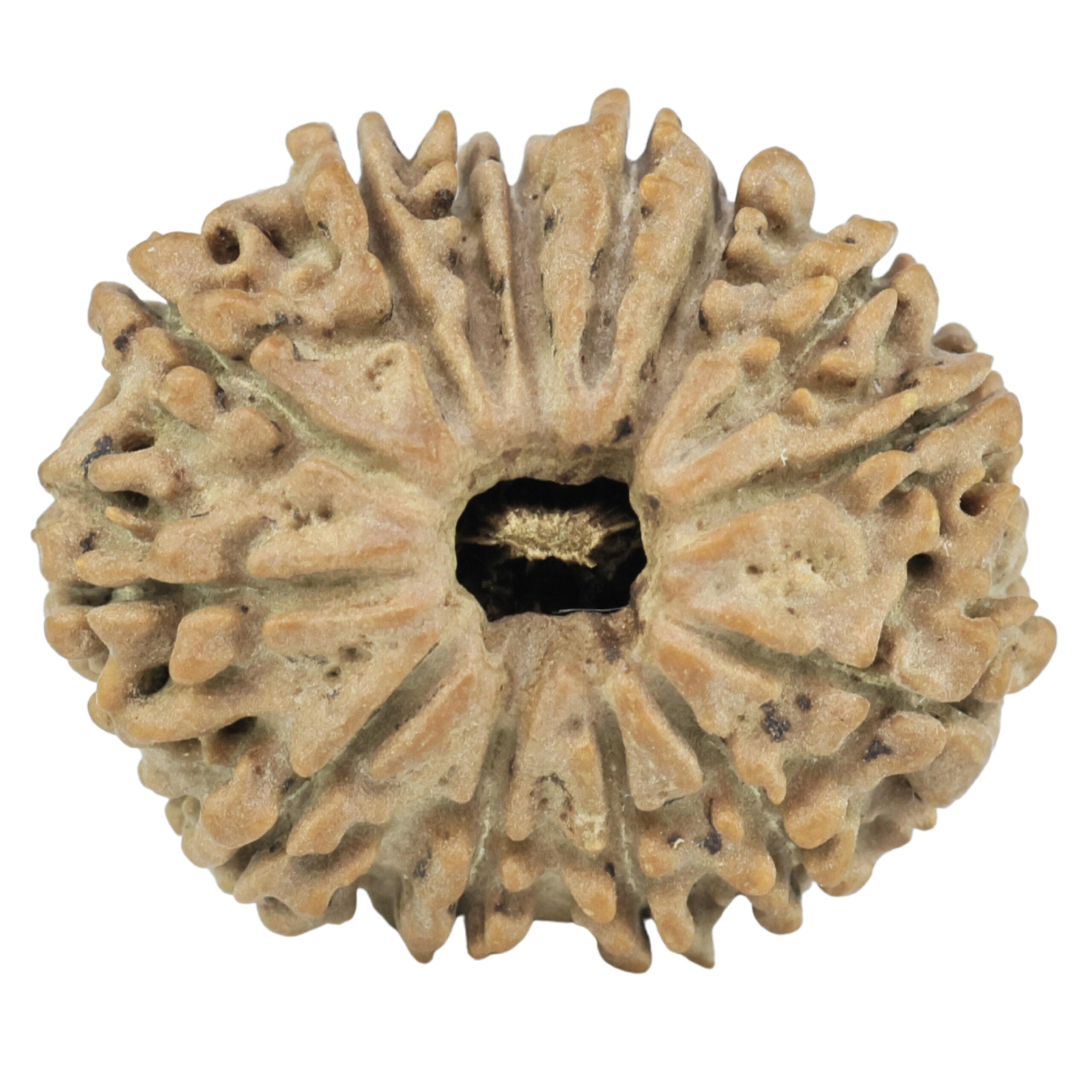 14 Mukhi Rudraksha 22.8mm 2.79gm - Rudraksha