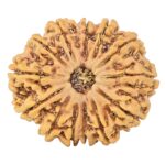 13 Mukhi Rudraksha 32.1mm 7.46gm - Rudraksha