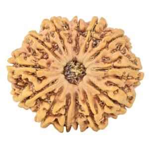 13 Mukhi Rudraksha 32.1mm 7.46gm - Rudraksha