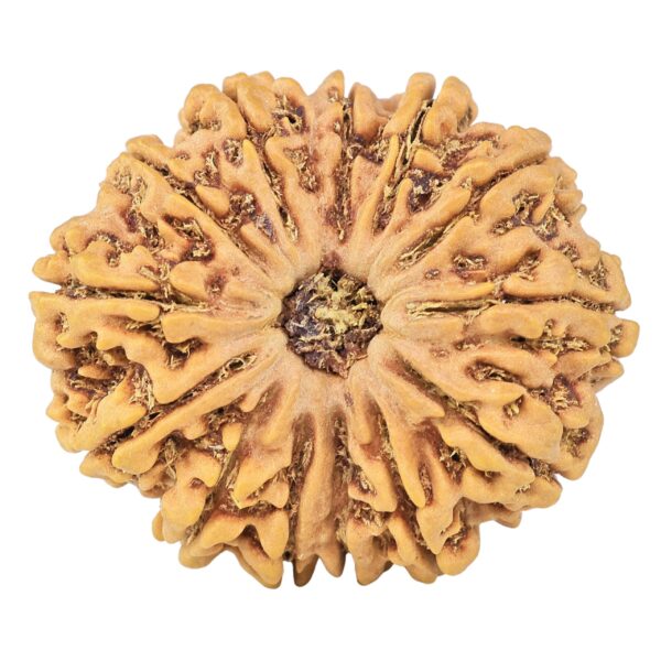13 Mukhi Rudraksha 32.1mm 7.46gm - Rudraksha