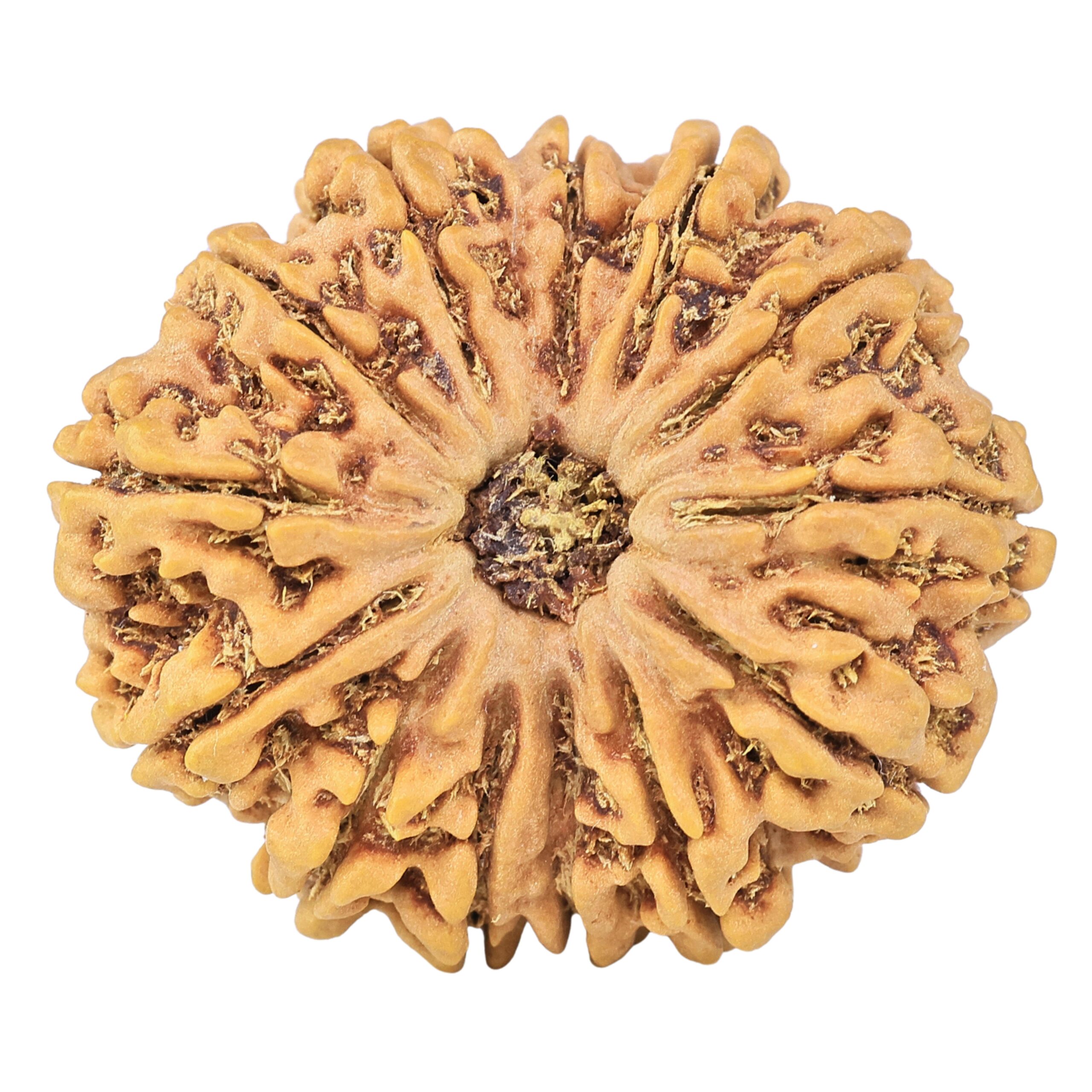 13 Mukhi Rudraksha 32.1mm 7.46gm - Rudraksha