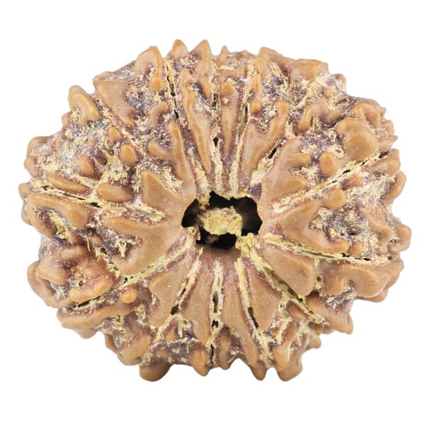 13 Mukhi Rudraksha 22.6mm 3.54gm - Rudraksha