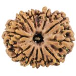 12 Mukhi Rudraksha 26.1mm 3.84gm - Rudraksha
