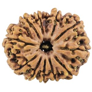 12 Mukhi Rudraksha 26.1mm 3.84gm - Rudraksha