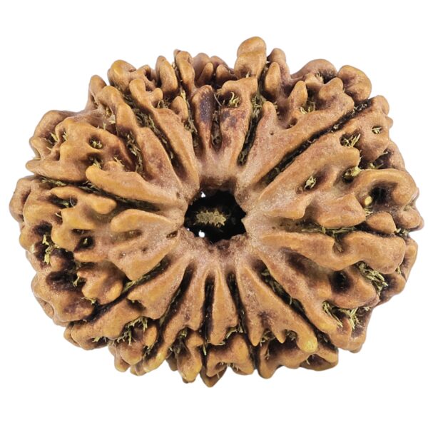 12 Mukhi Rudraksha 26.1mm 3.84gm - Rudraksha