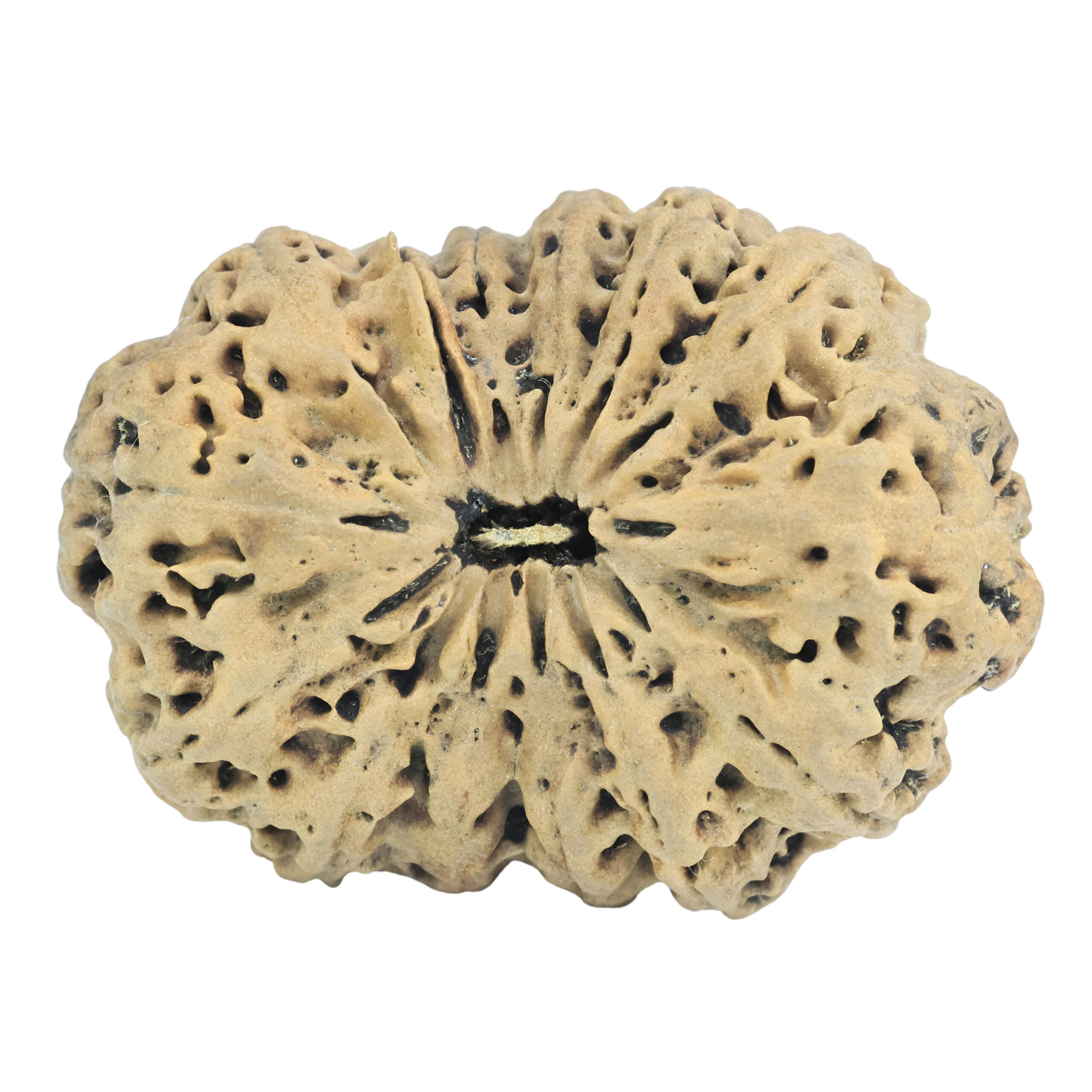 14 Mukhi Rudraksha 35.8mm 3.87gm - Rudraksha