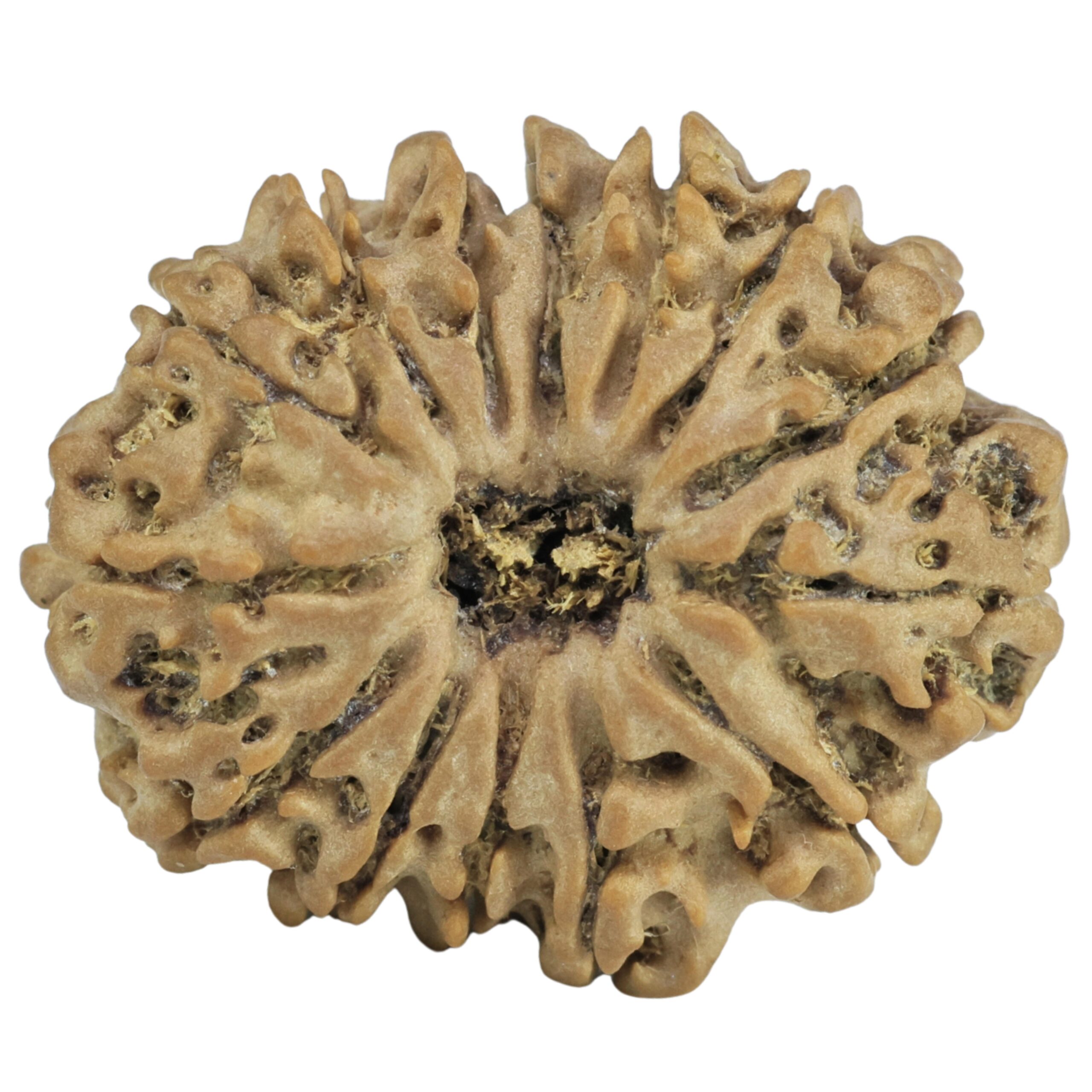 14 Mukhi Rudraksha 27.5mm 4.59gm - Rudraksha