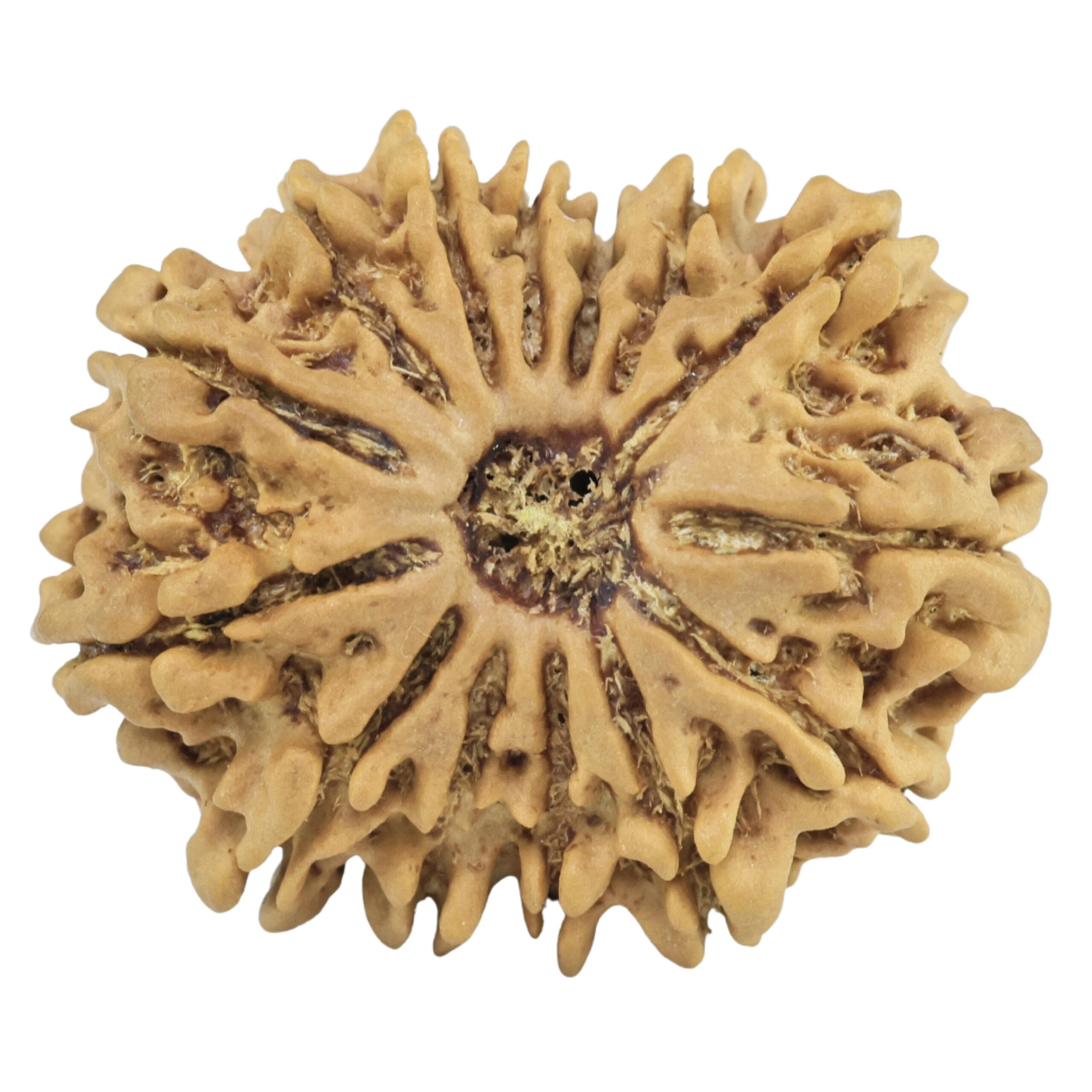 14 Mukhi Rudraksha 26.7mm 3.94gm - Rudraksha