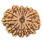 13 Mukhi Rudraksha 33.8mm 7.69gm - Rudraksha