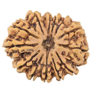 13 Mukhi Rudraksha 33.8mm 7.69gm - Rudraksha