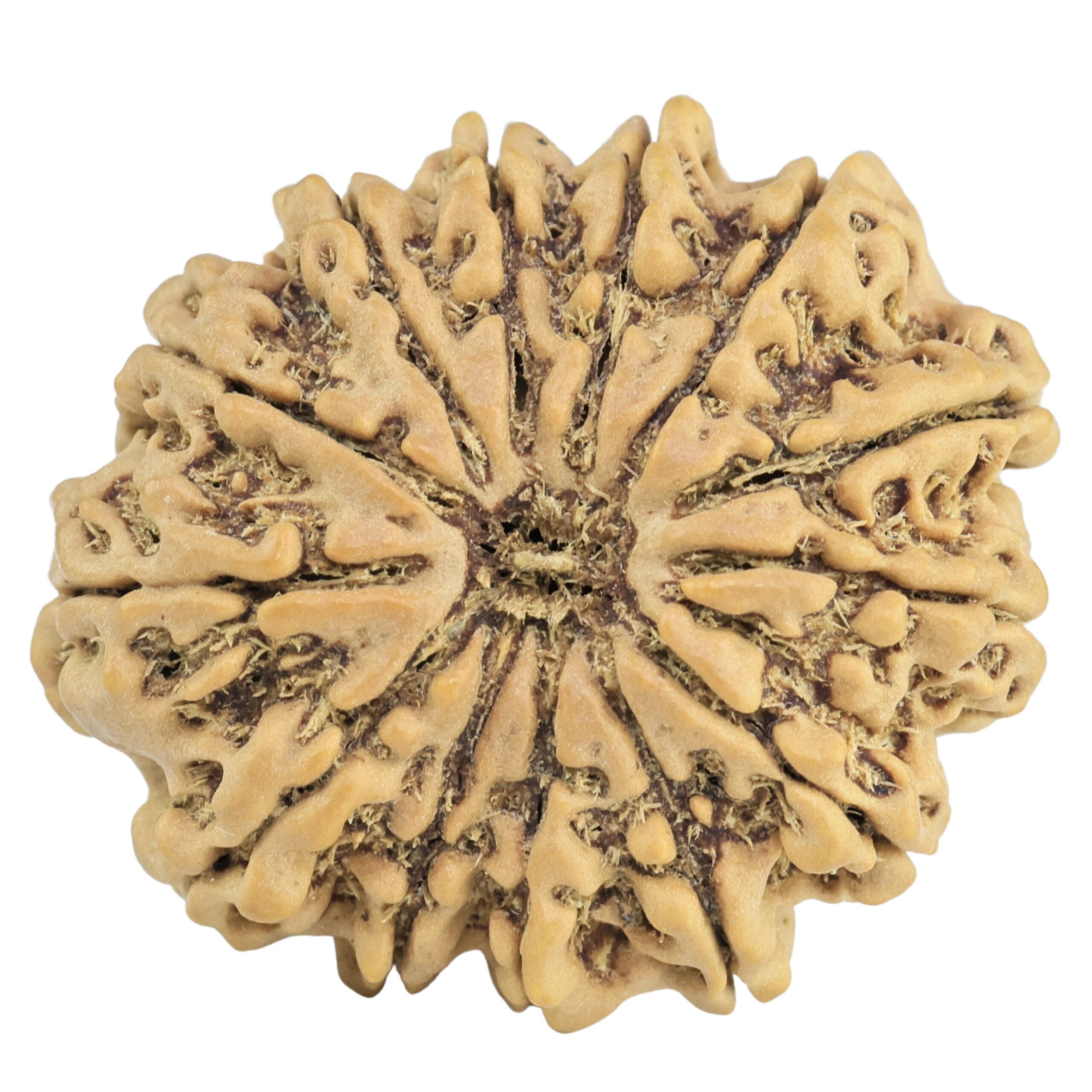 13 Mukhi Rudraksha 26mm 4.12gm - Rudraksha