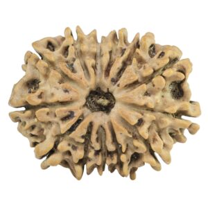 13 Mukhi Rudraksha 26.2mm 3.31gm - Rudraksha