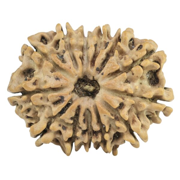 13 Mukhi Rudraksha 26.2mm 3.31gm - Rudraksha