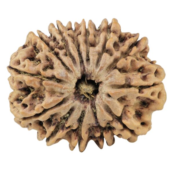 13 Mukhi Rudraksha 30.9mm 6.78gm - Rudraksha