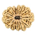 13 Mukhi Rudraksha 37.5mm 6.98gm - Rudraksha