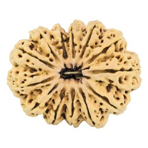 13 Mukhi Rudraksha 37.5mm 6.98gm - Rudraksha