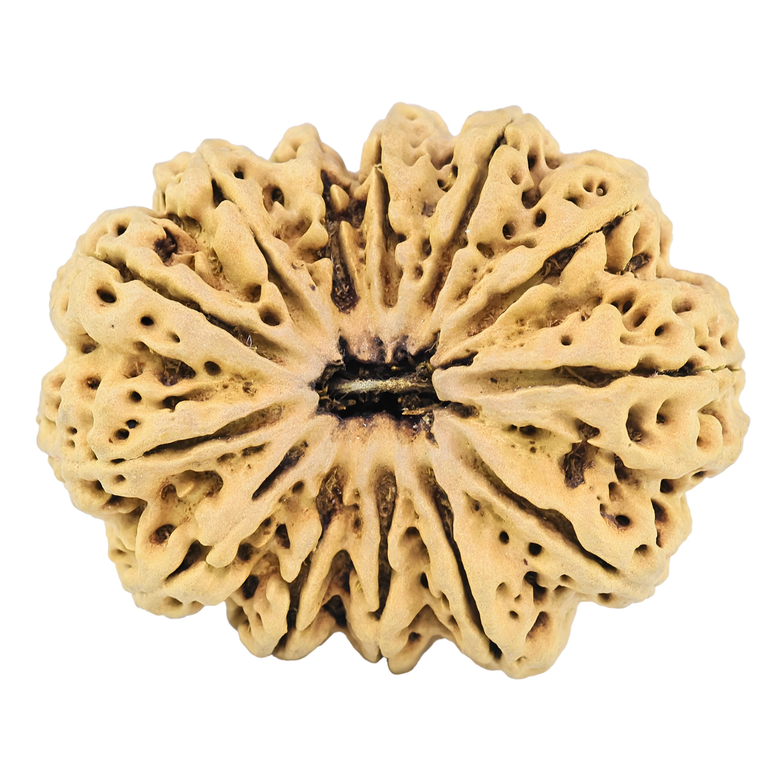 13 Mukhi Rudraksha 37.5mm 6.98gm - Rudraksha