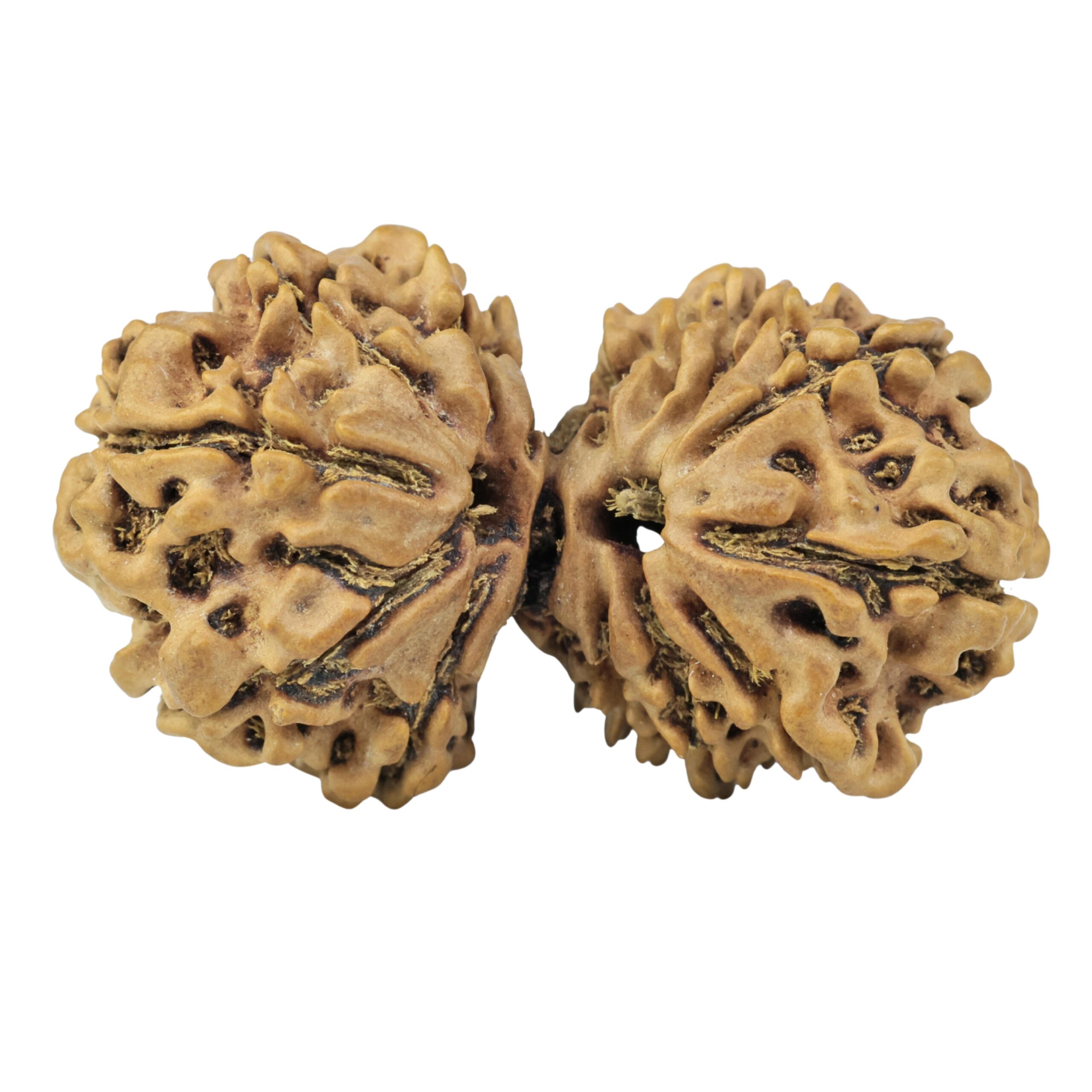 14 Mukhi Gaurishankar 35.9mm 5.35gm - Rudraksha