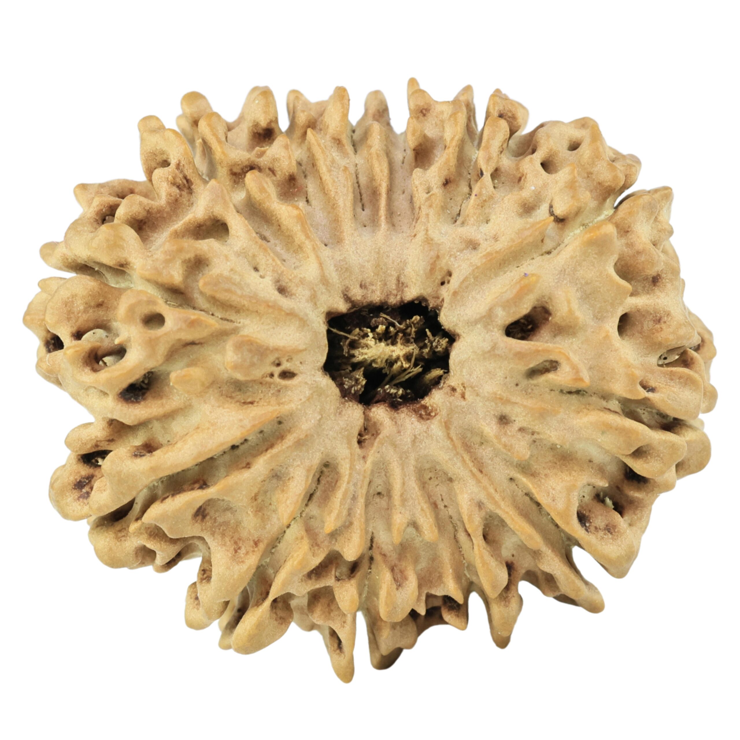 13 Mukhi Rudraksha 29.5mm 4.8gm - Rudraksha