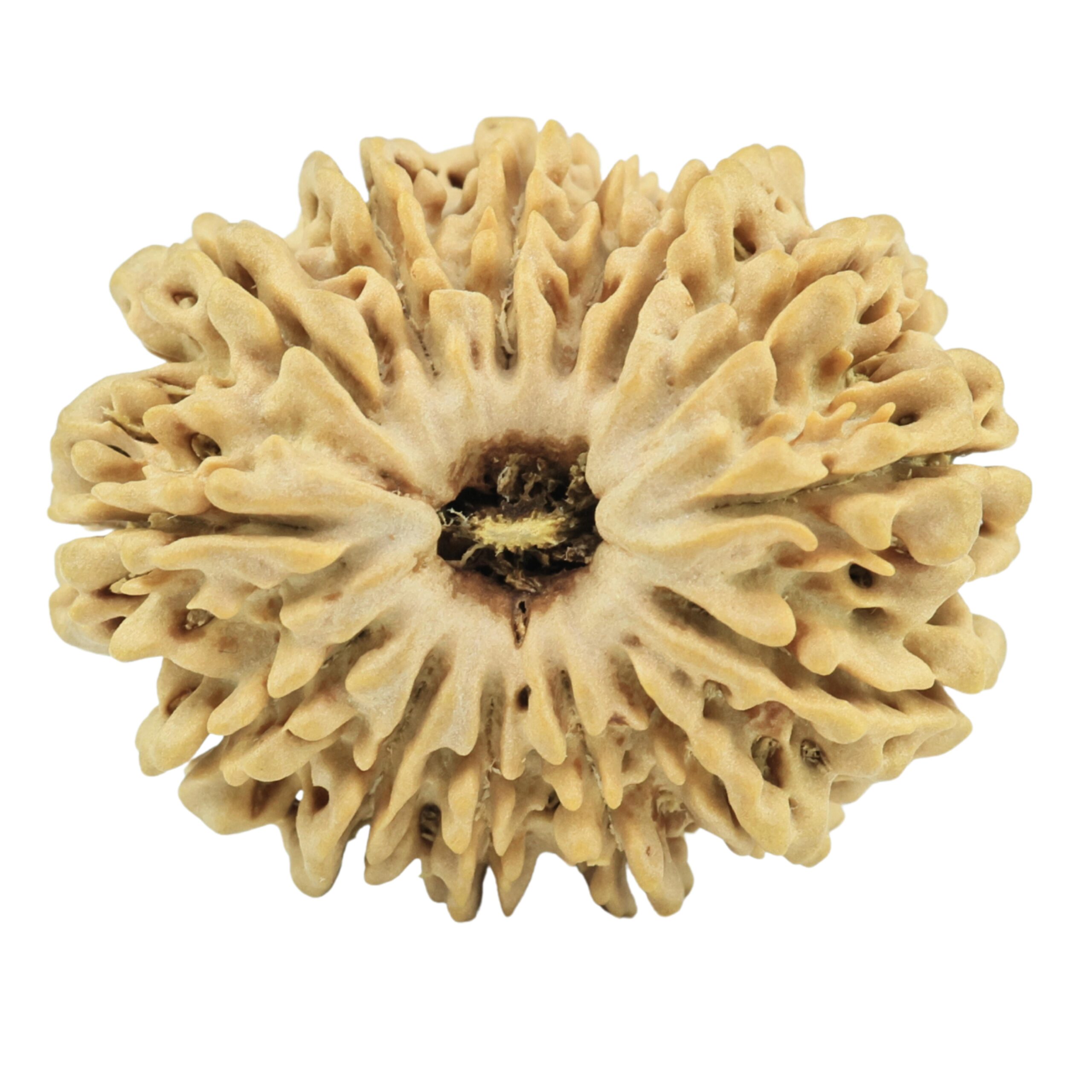 14 Mukhi Rudraksha 27.4mm 3.85gm - Rudraksha