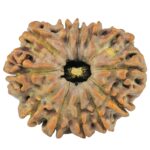 12 Mukhi Rudraksha 24.7mm 3.62gm - Rudraksha