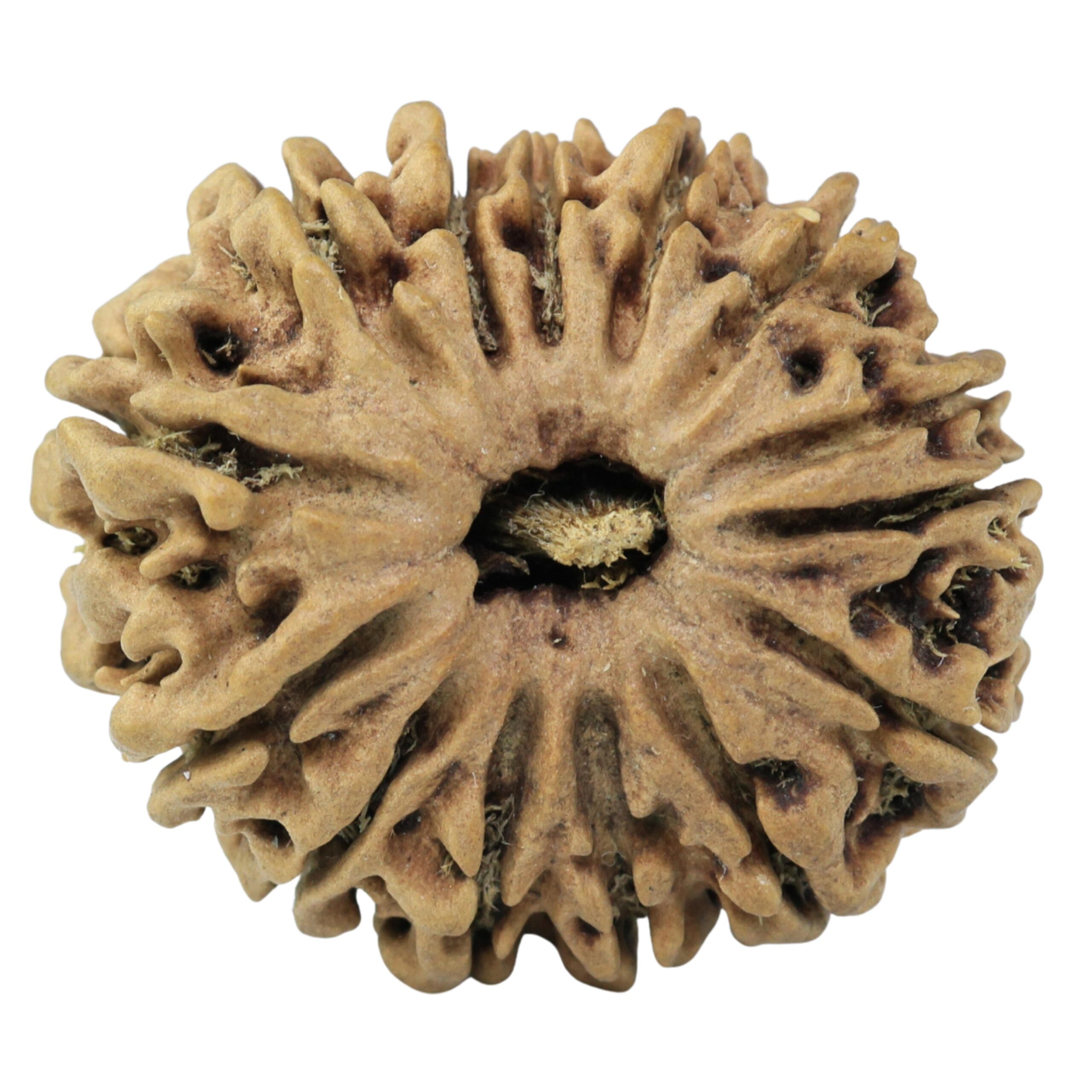 13 Mukhi Rudraksha 24.8mm 2.86gm - Rudraksha