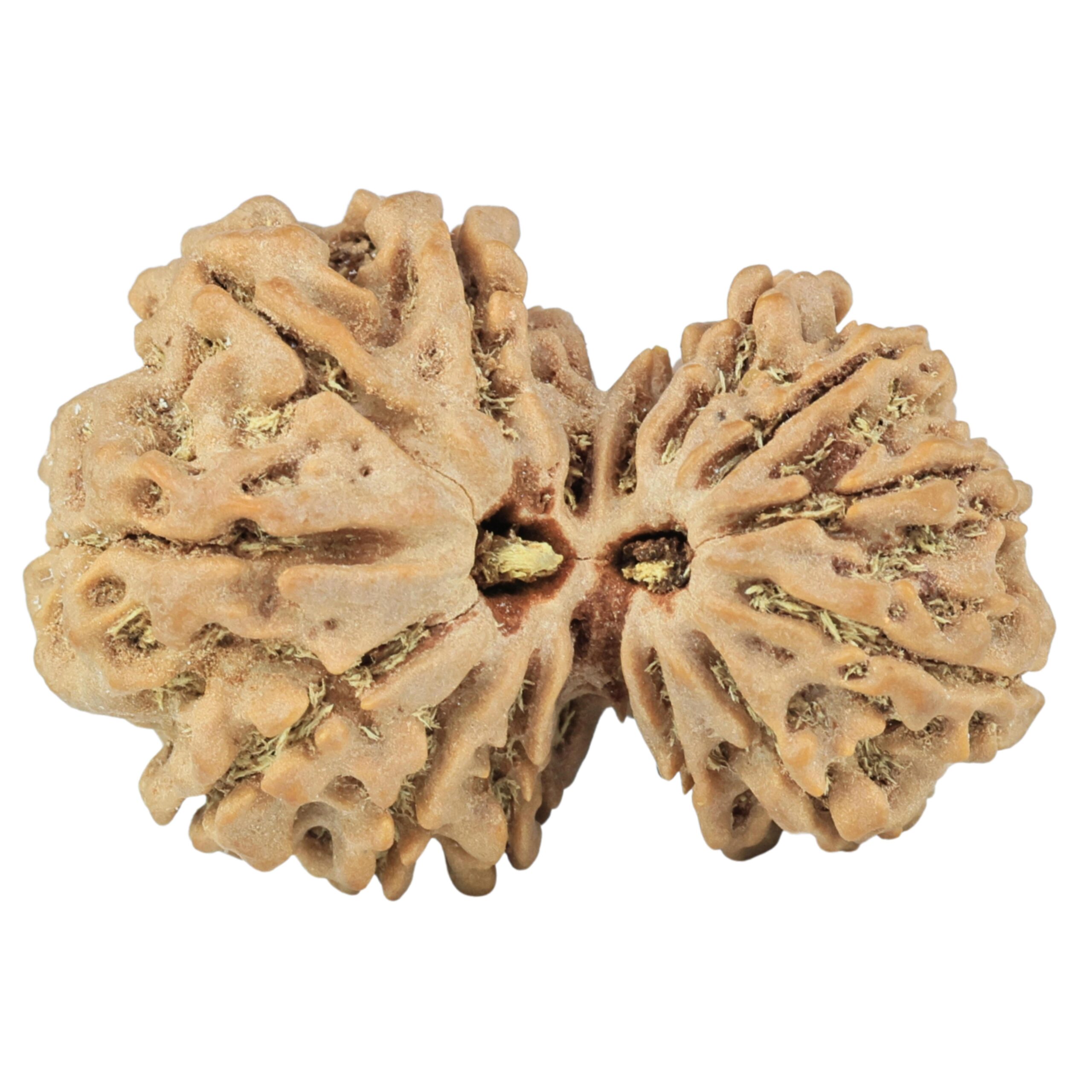 14 Mukhi Gaurishankar 35mm 7.22gm - Rudraksha
