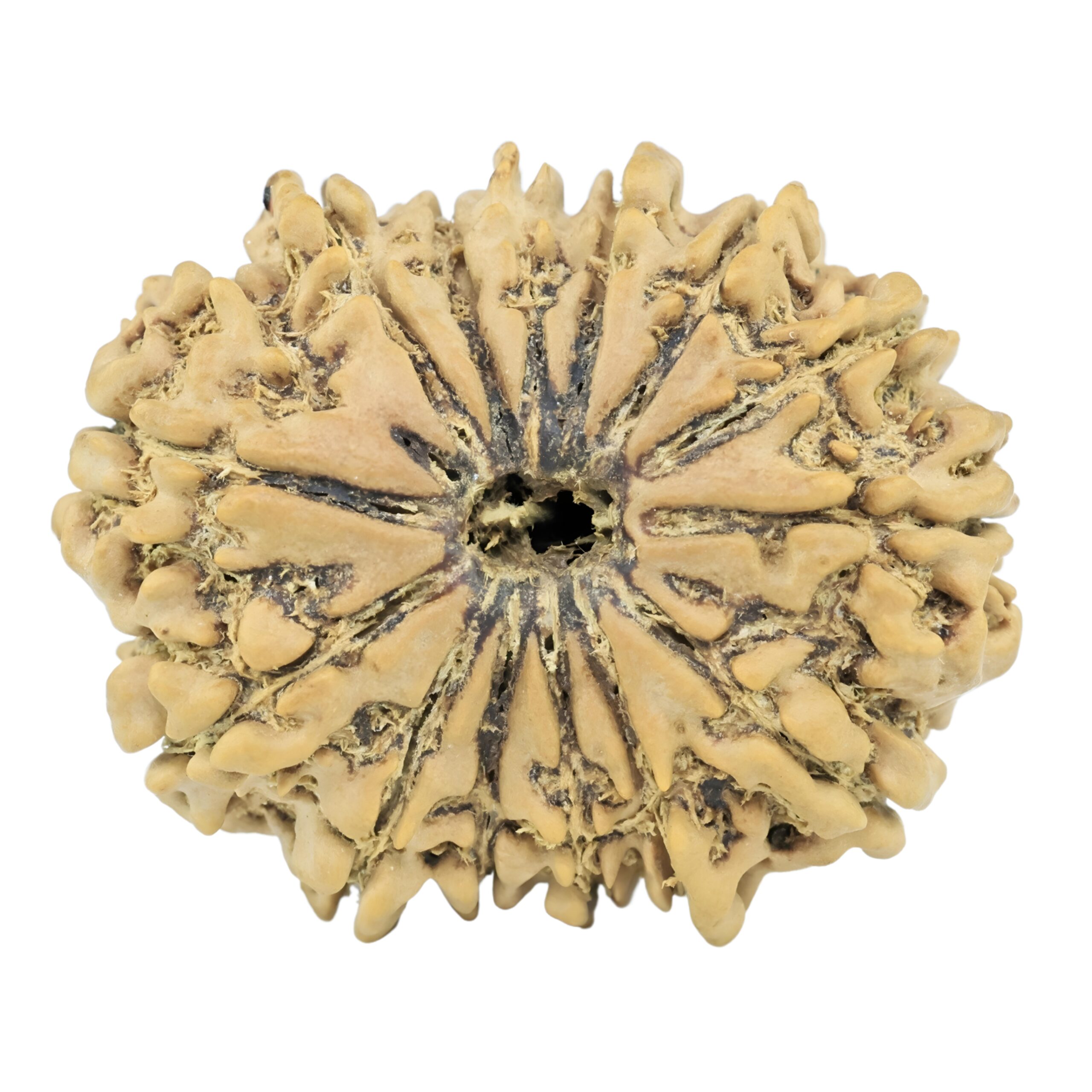 14 Mukhi Rudraksha 29.6mm 4.75gm - Rudraksha