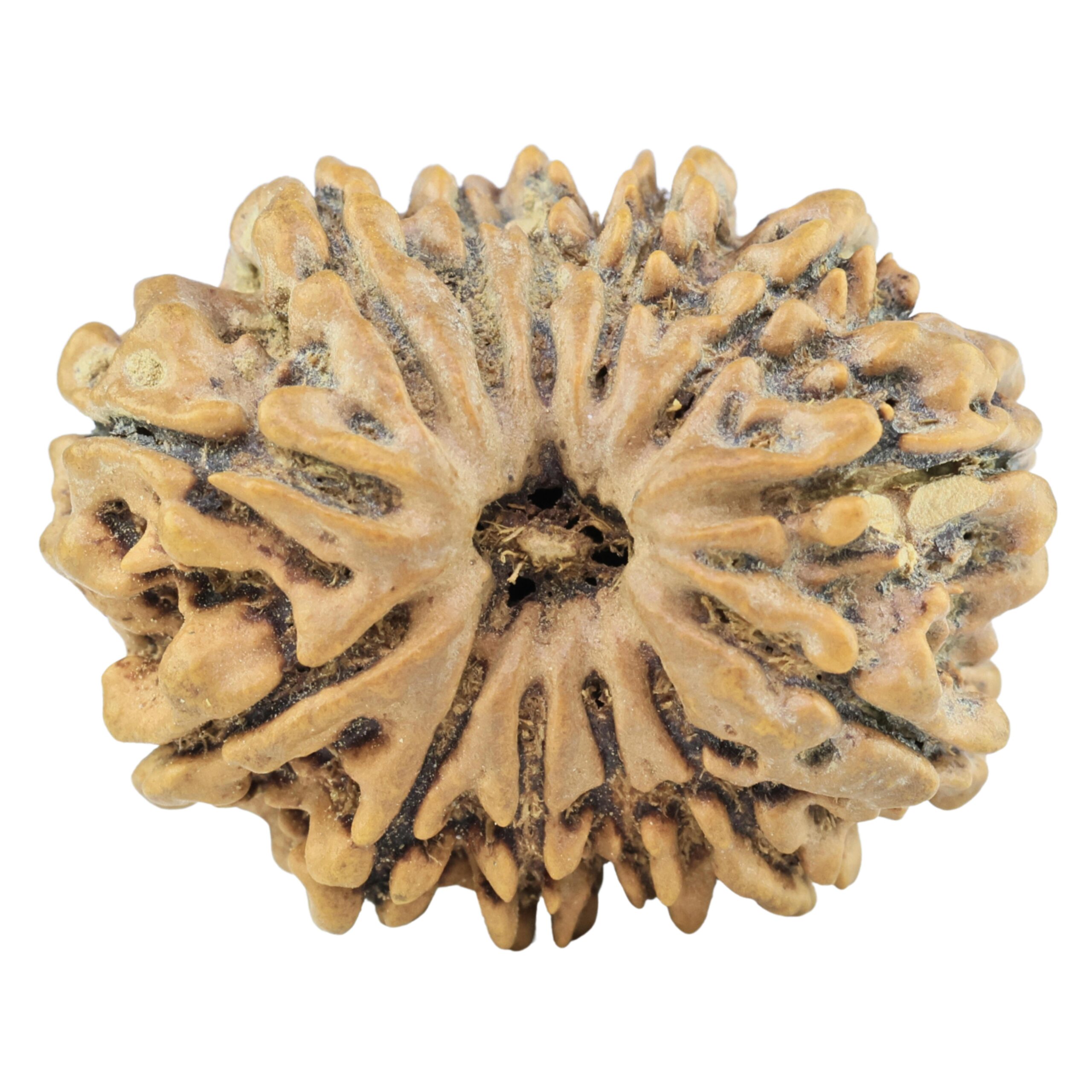 13 Mukhi Rudraksha 28.9mm 5.09gm - Rudraksha