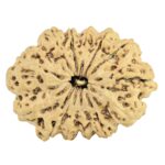 13 Mukhi Rudraksha 30.7mm 4.73gm - Rudraksha