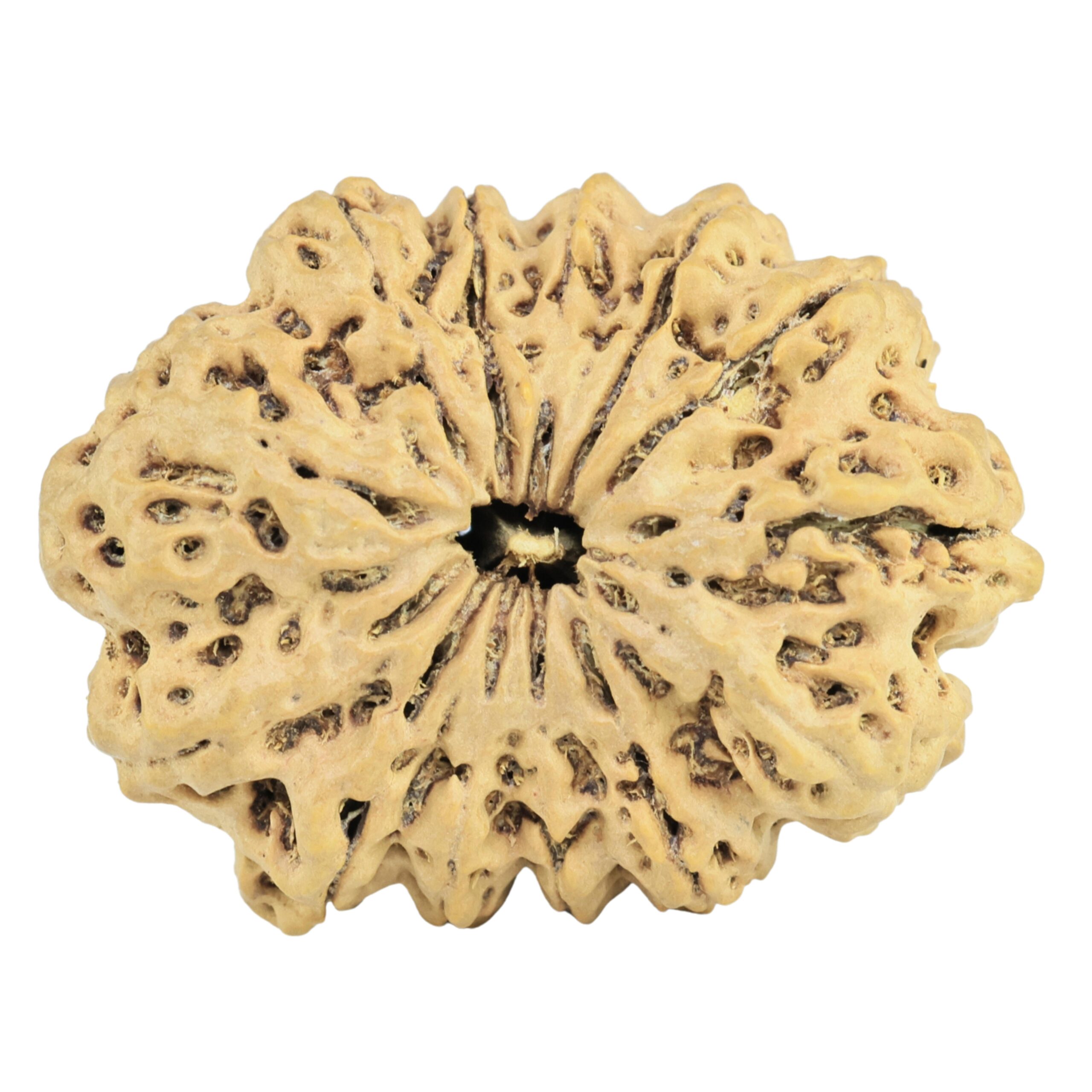 13 Mukhi Rudraksha 30.7mm 4.73gm - Rudraksha