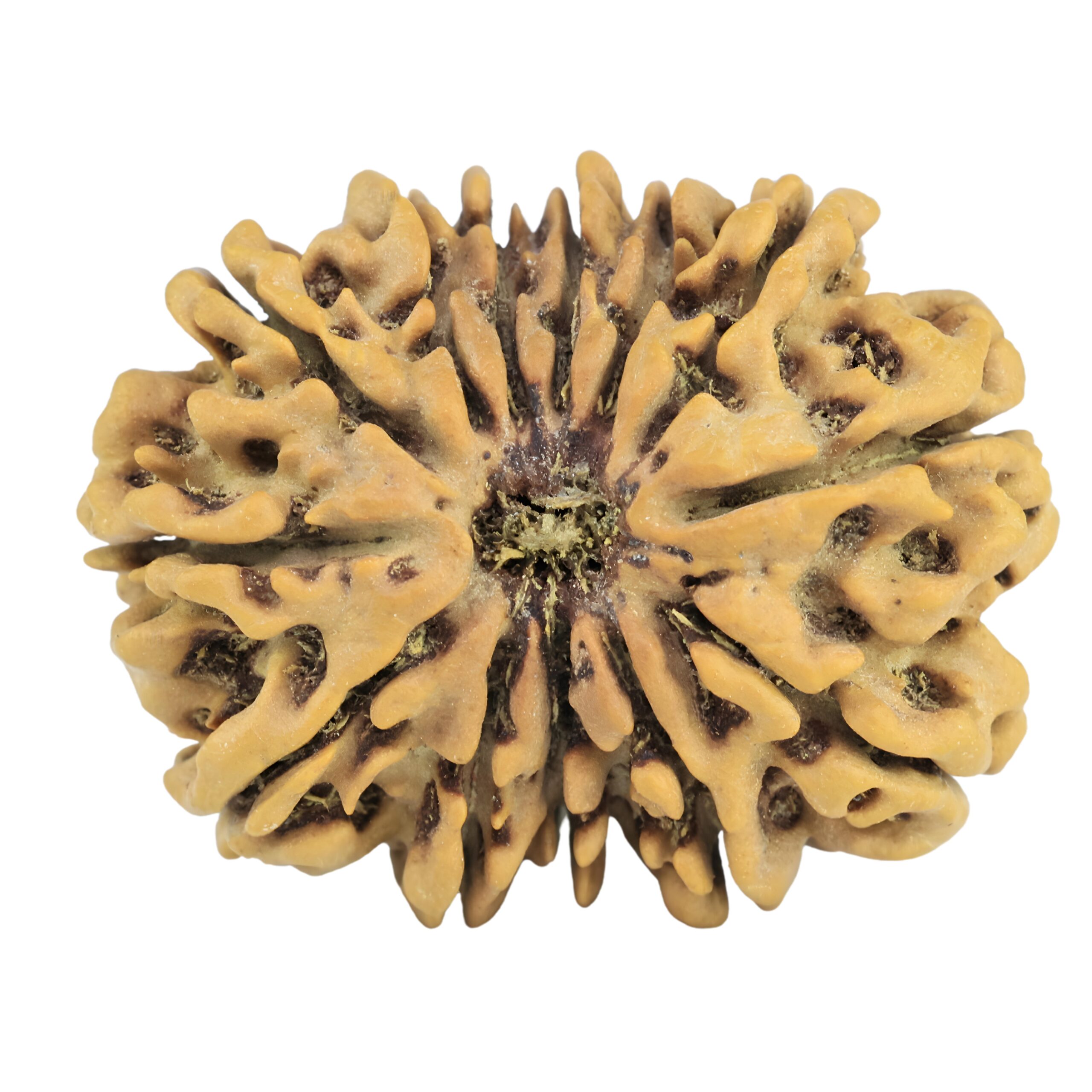 13 Mukhi Rudraksha 28.9mm 4.73gm - Rudraksha